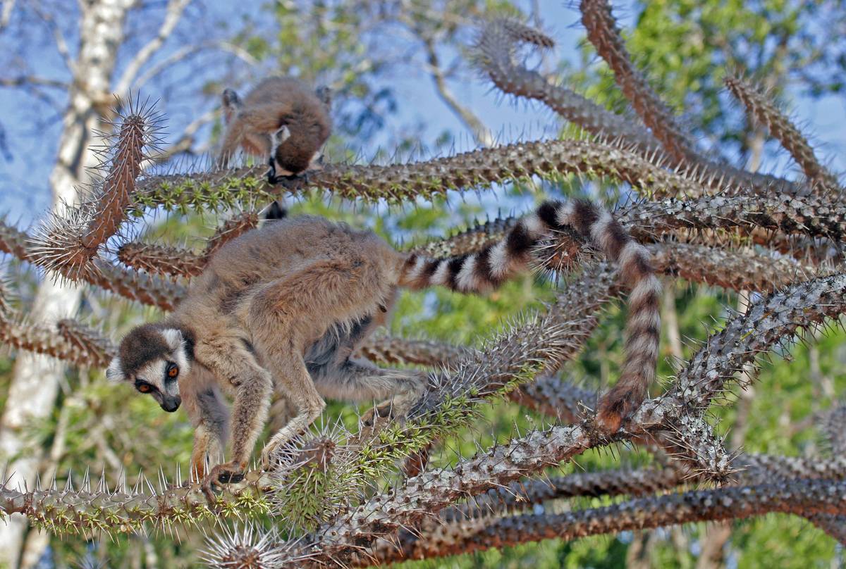 Ring-tailed Lemur, Madagascar shutterstock_1297229296.jpg