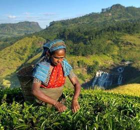 Morning in Nuwara Eliya and tea factory visit