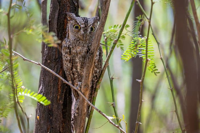 African Scops Owl