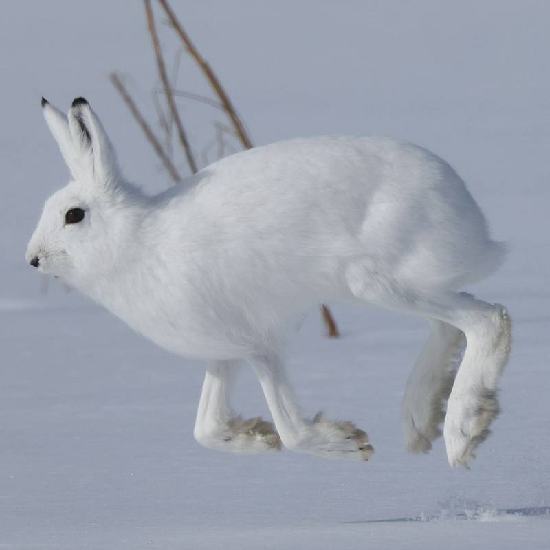 Arctic Hare