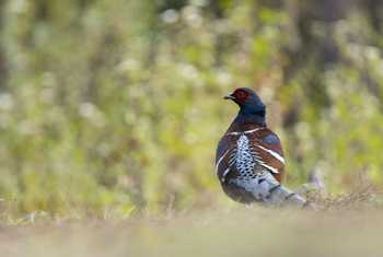 Mrs Hume's Pheasant, by Oliver Smart (March 2024).jpg