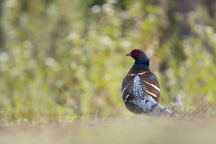 Mrs Hume's Pheasant, by Oliver Smart (March 2024).jpg