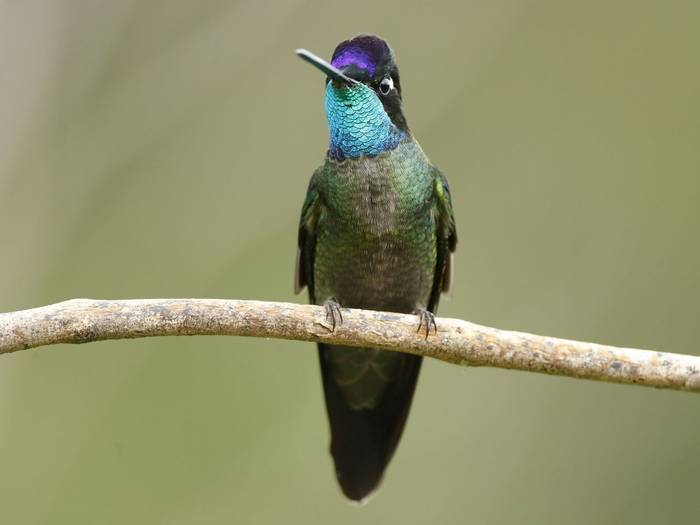 Magnificent Hummingbird (Kevin Elsby)