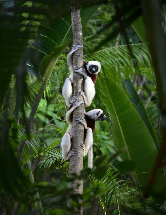 Coquerel's Sifaka, PropithÃ¨que de Coquerel, (Propithecus coquereli)