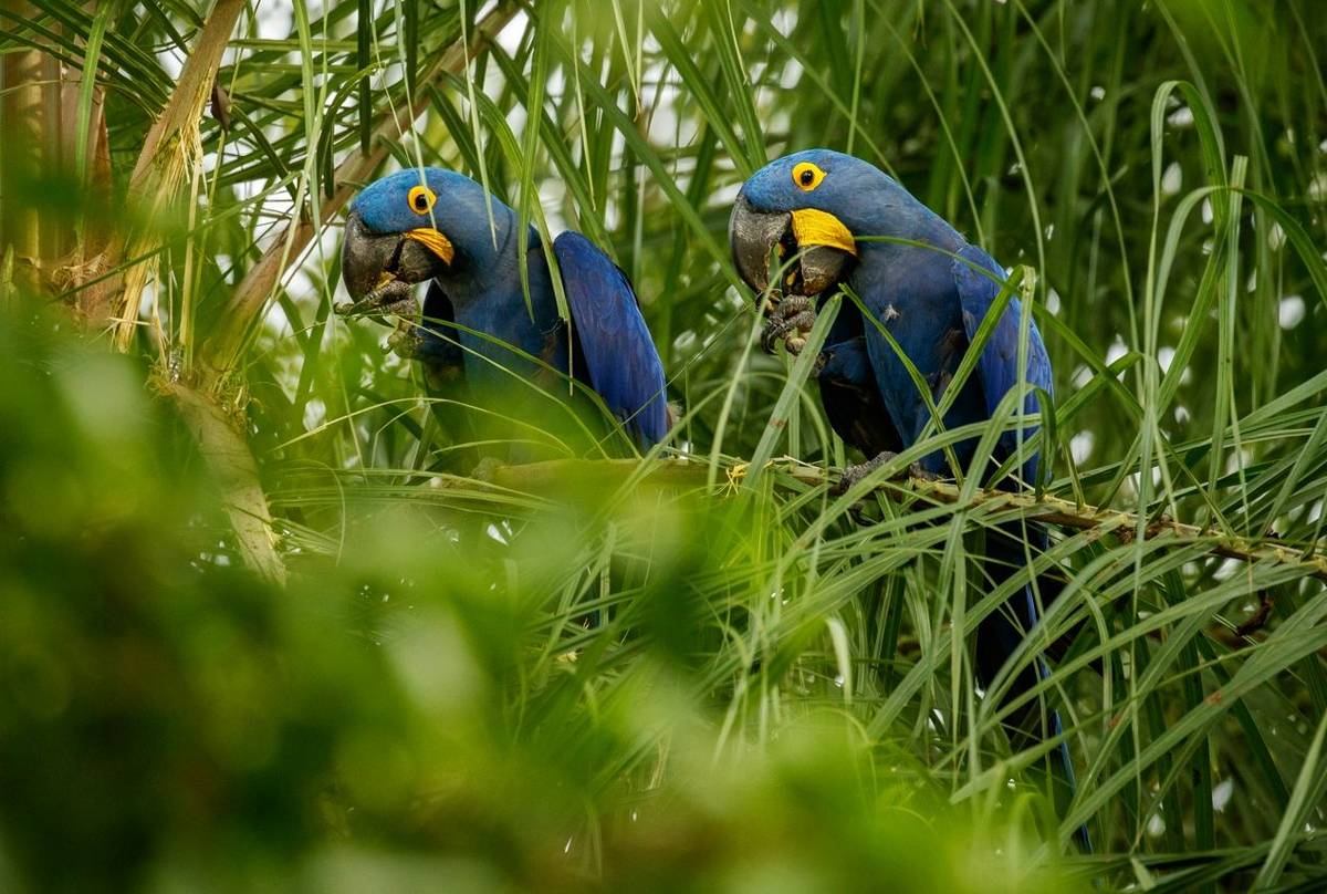 Hyacinth Macaws