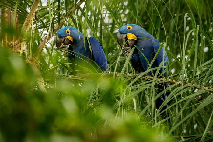 Hyacinth Macaws