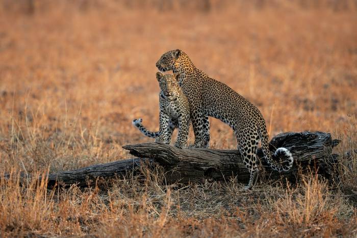 Valley of the Leopard.jpg