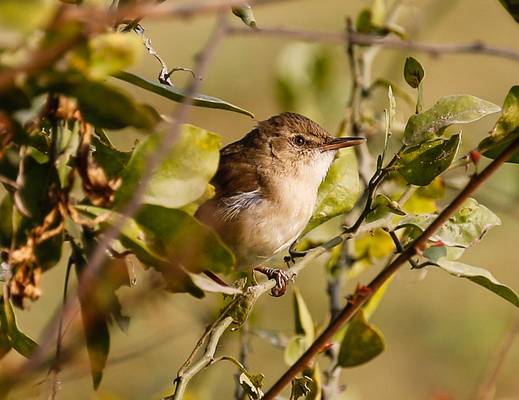 Blyth's Reed Warbler - Koladeo Reserve (Neil Pont)