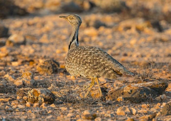 Houbara Bustard