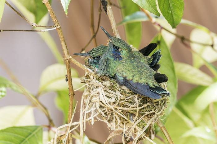 Lesser Violetear at nest, Savegre, Costa Rica, 27 March 2022, KEVIN ELSBY FRPS.jpg