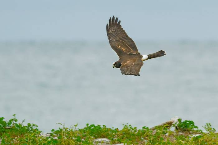 Hen Harrier shutterstock_218416369.jpg