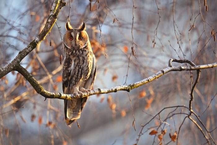 Long-eared Owl shutterstock_2242908549.jpg