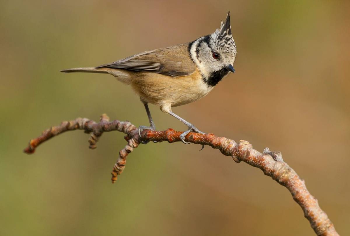 Crested Tit