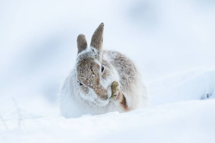 Mountain hare Lepus timidus, adult, cleaning front paw in snow, Findhorn Valley, Scotland in February.