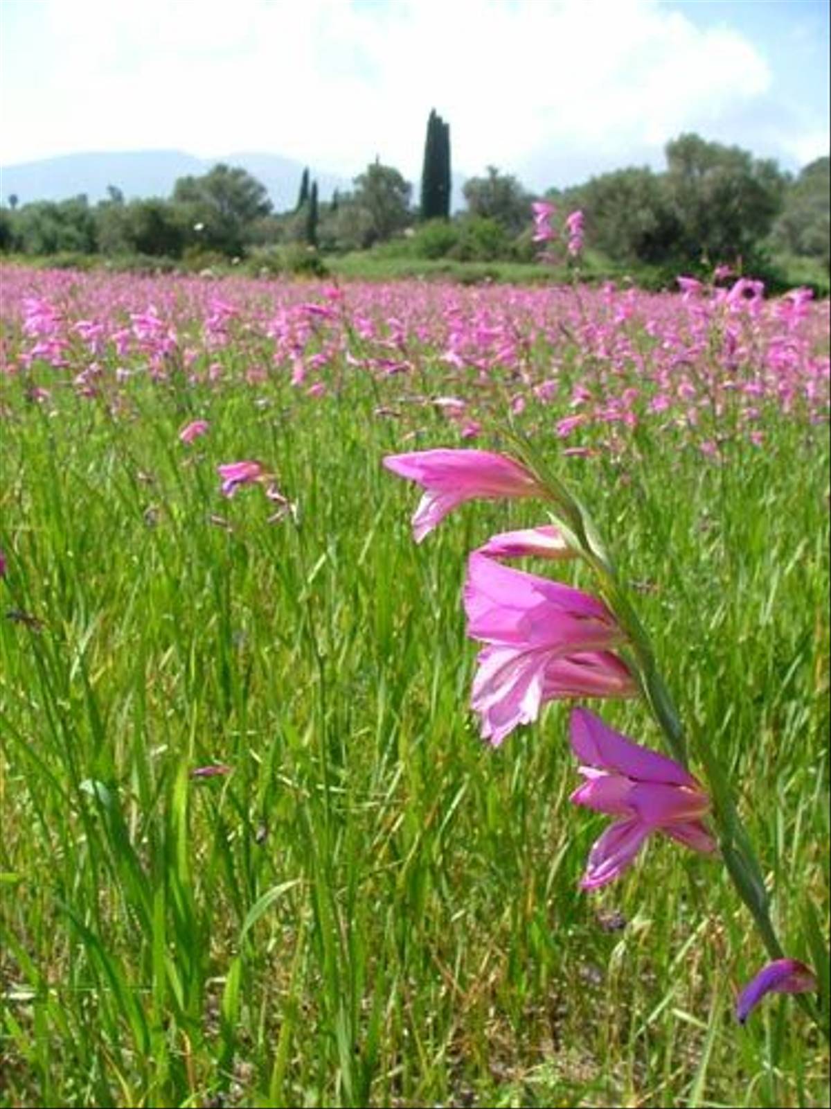 Gladiolus italicus - Field Gladiolus (Tony Albrehart)