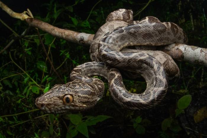 Garden Tree Boa (Corallus hortulana) © Sandro Perez Veltman