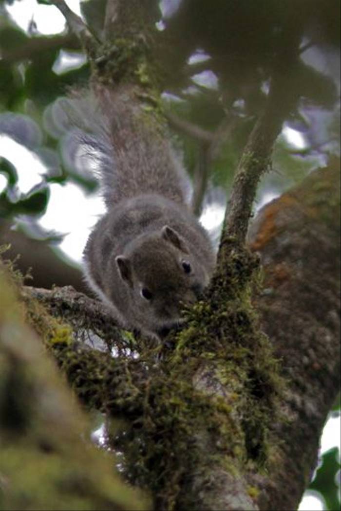 Dusky Palm Squirrel (John Young)