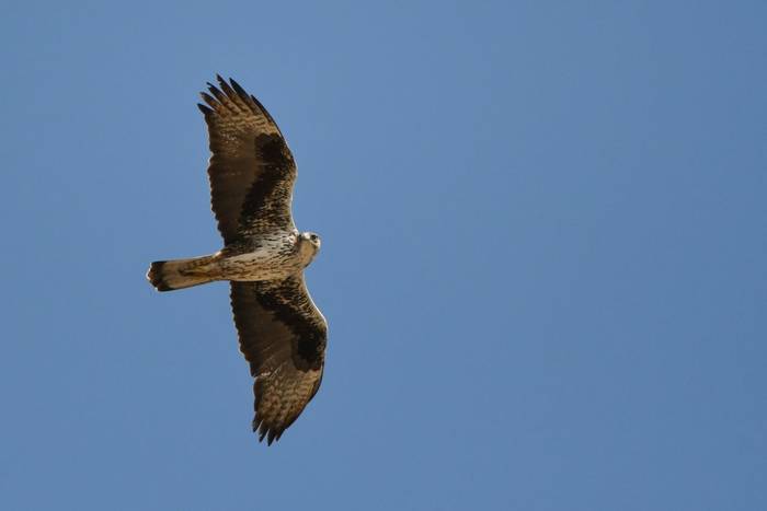 Bonelli's Eagle