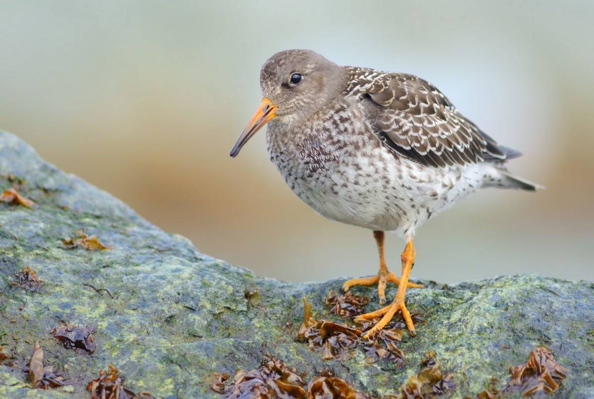 Purple Sandpiper shutterstock_1556738246.jpg