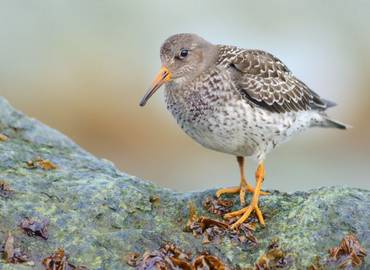 The Great British Bird Race - Hampshire
