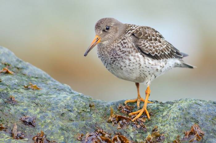 Purple Sandpiper shutterstock_1556738246.jpg