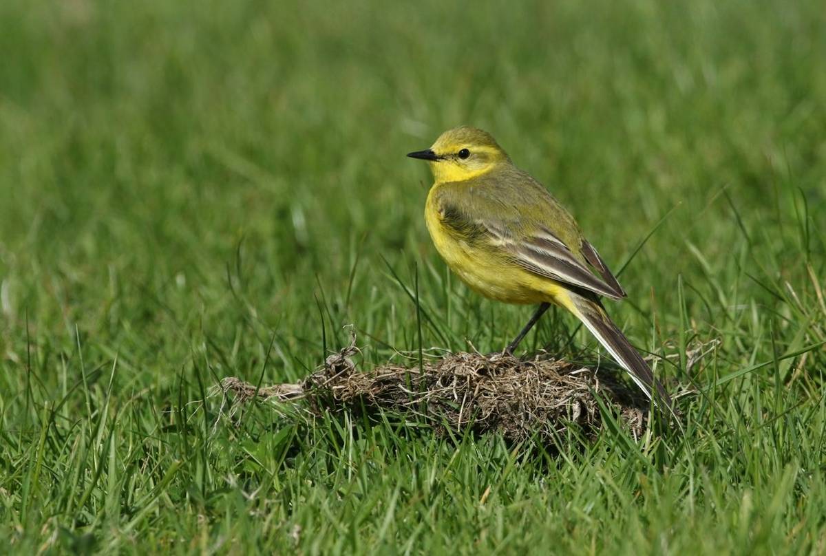 Yellow Wagtail shutterstock_584127139.jpg