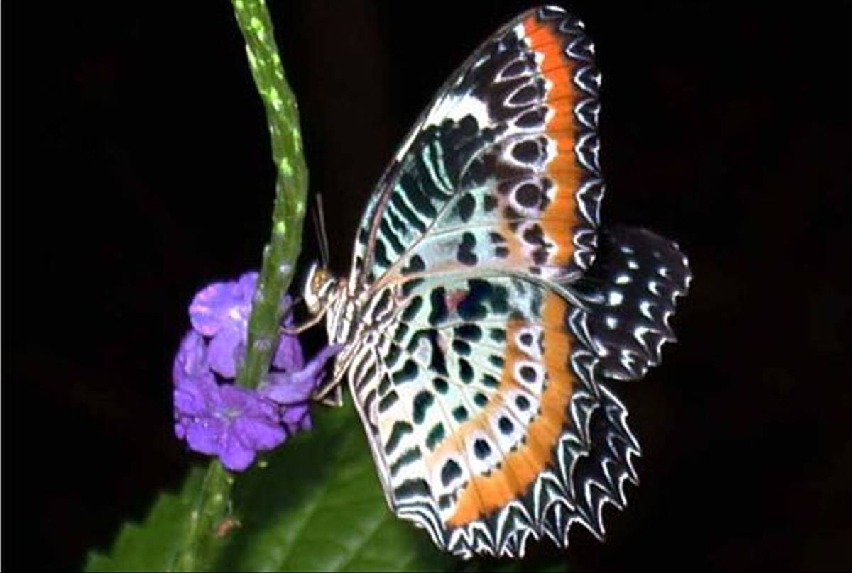 Tamil Lacewing (Brian Goodey)
