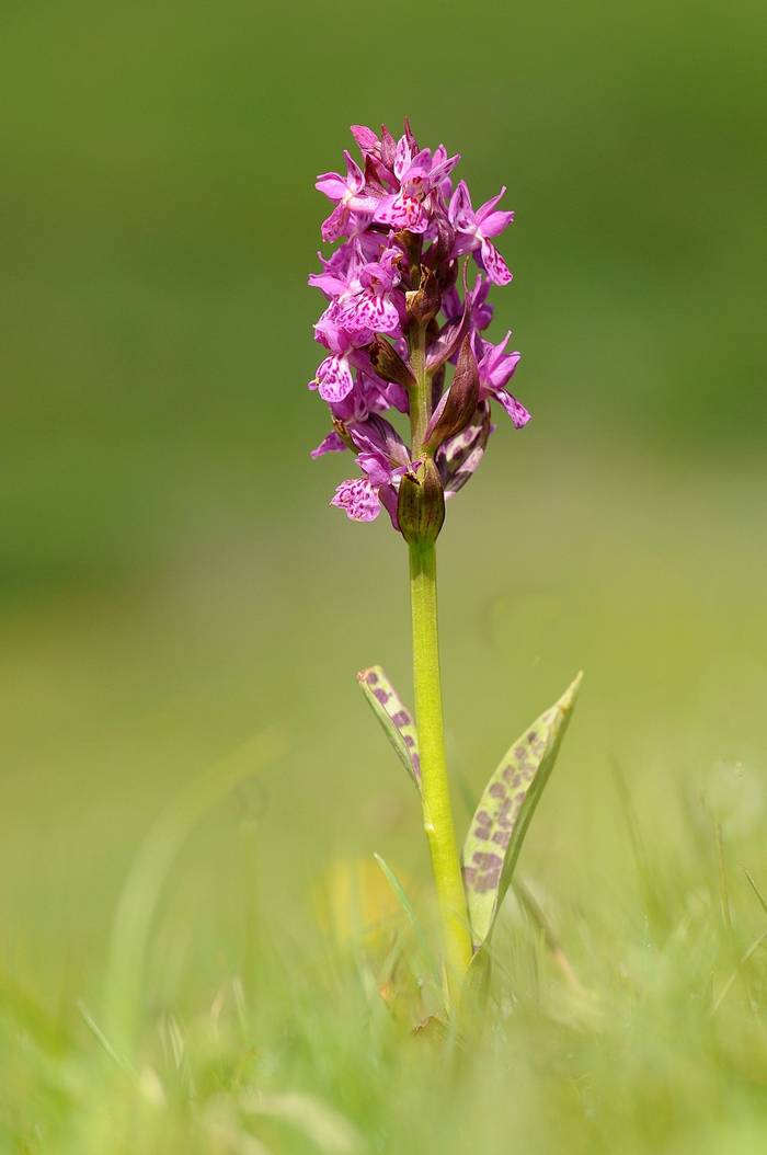 Heath Spotted Orchid1.jpg