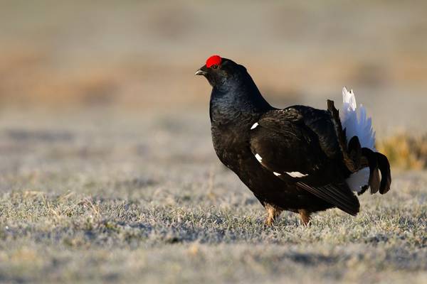 Black Grouse shutterstock_271629041.jpg