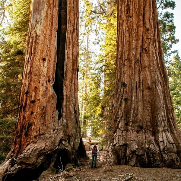 california-redwoods-sequoia-national-forest-gabriel-tovar-unsplash.jpg