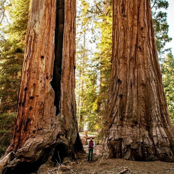 california-redwoods-sequoia-national-forest-gabriel-tovar-unsplash.jpg