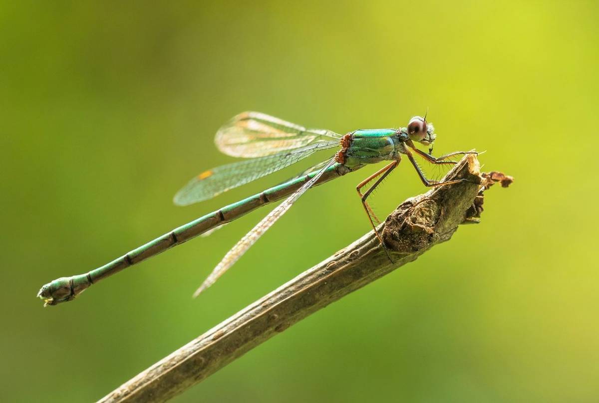 Willow-Emerald-shutterstock_1572592270.jpg