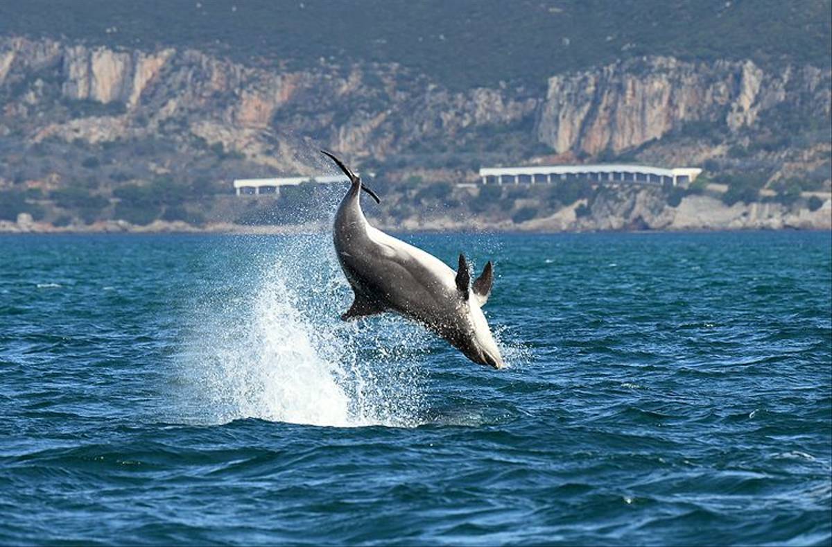 Bottlenose Dolphins (Bret Charman)