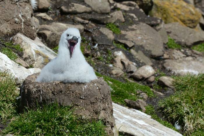 Black-browed Albatross chick - Falklands.jpg