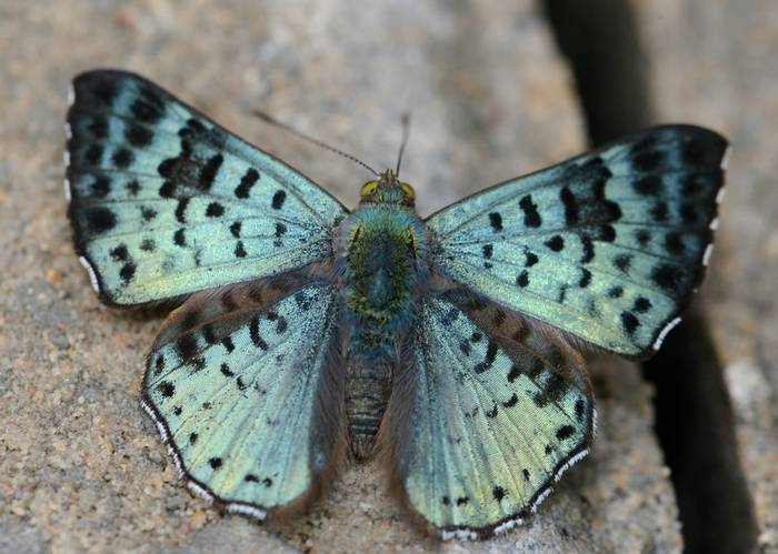 Black Patched Metalmark Butterfly (Stephen Woodham)