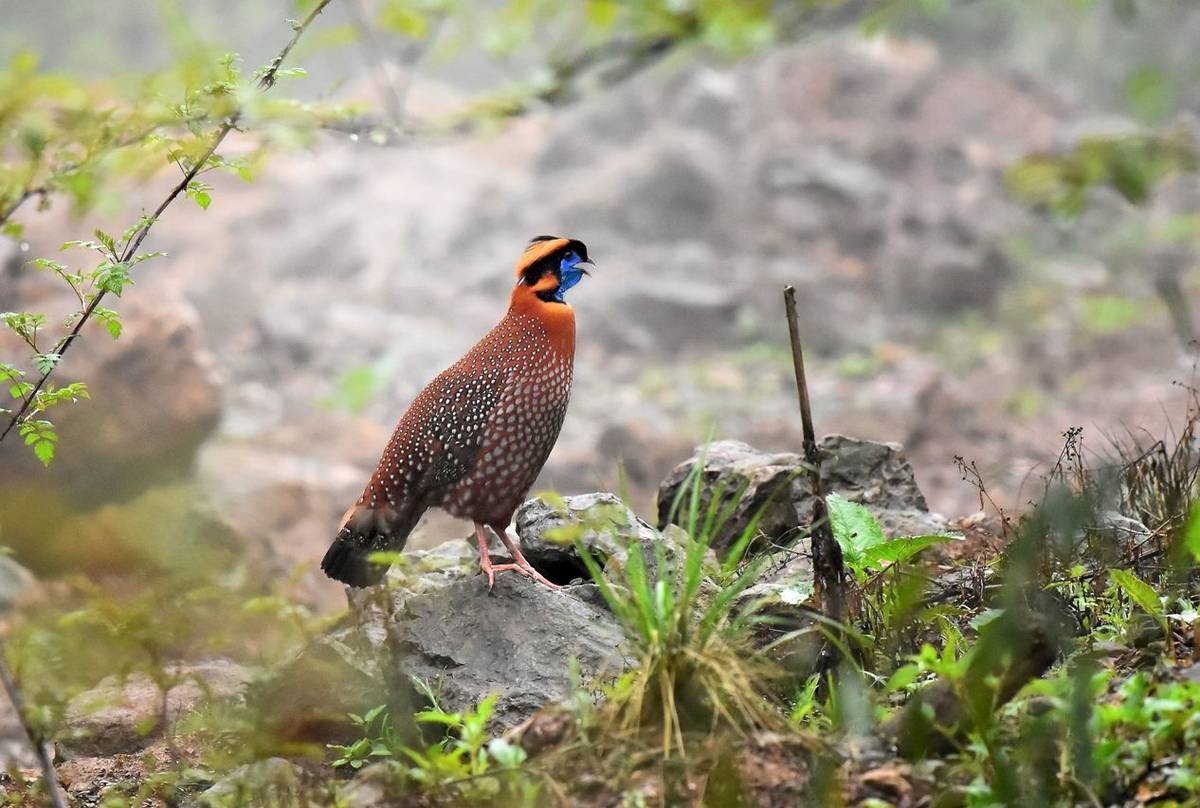 Temminck'S Tragopan Shutterstock 1077239915