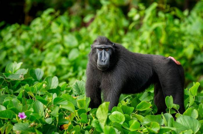 Crested Macaque, Sulawesi shutterstock_2122795439.jpg