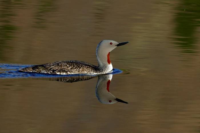 Red-throated Diver (Dave Jackson)