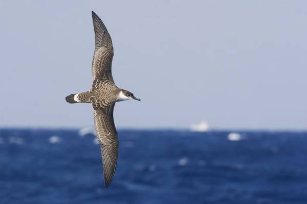 Great Shearwater shutterstock_404310328.jpg