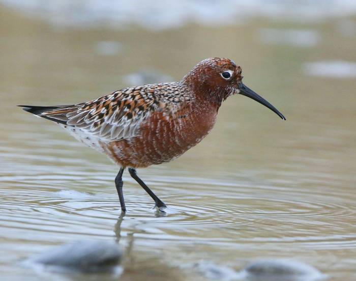 Curlew Sandpiper