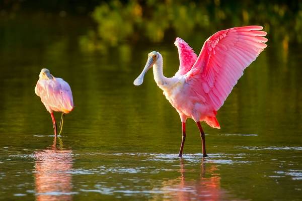 Roseate Spoonbill Image