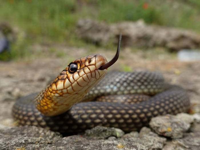 Caspian Whip Snake (Dolichophis caspius)