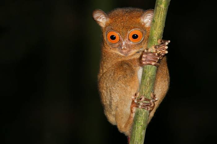 Western or Horsfield's Tarsier