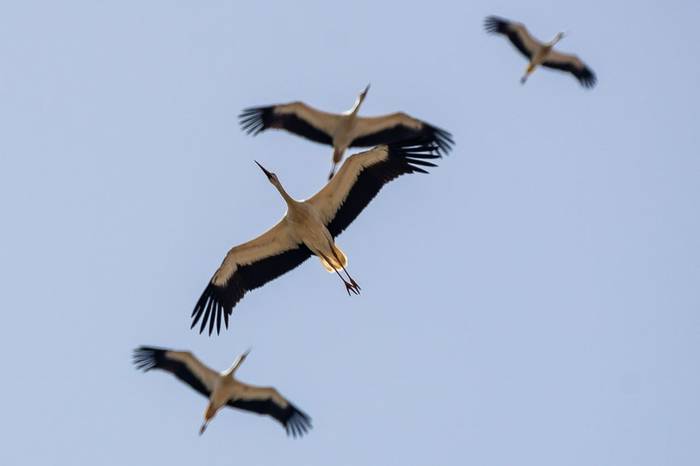 Migrating White Storks (Simon Tonkin)