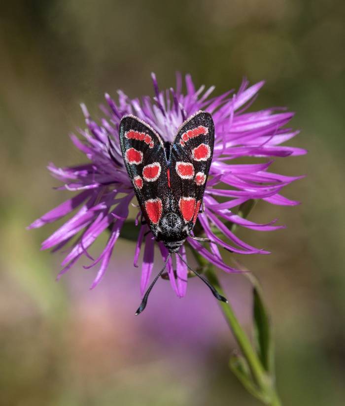 Merry Burnet Moth © Valerie Walker