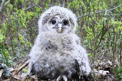 Ural Owl chick by Daniel Green