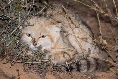 Sand Cat (Javi Elorriaga) Image