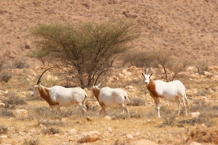 Scimitar-horned Oryx