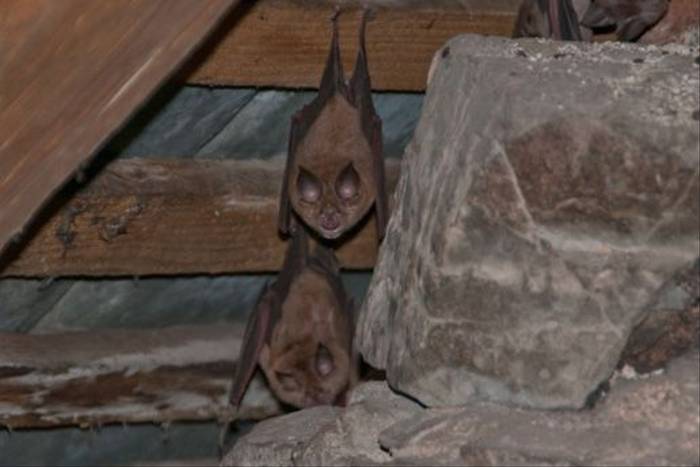 Greater Horseshoe Bat (Jon Stokes)