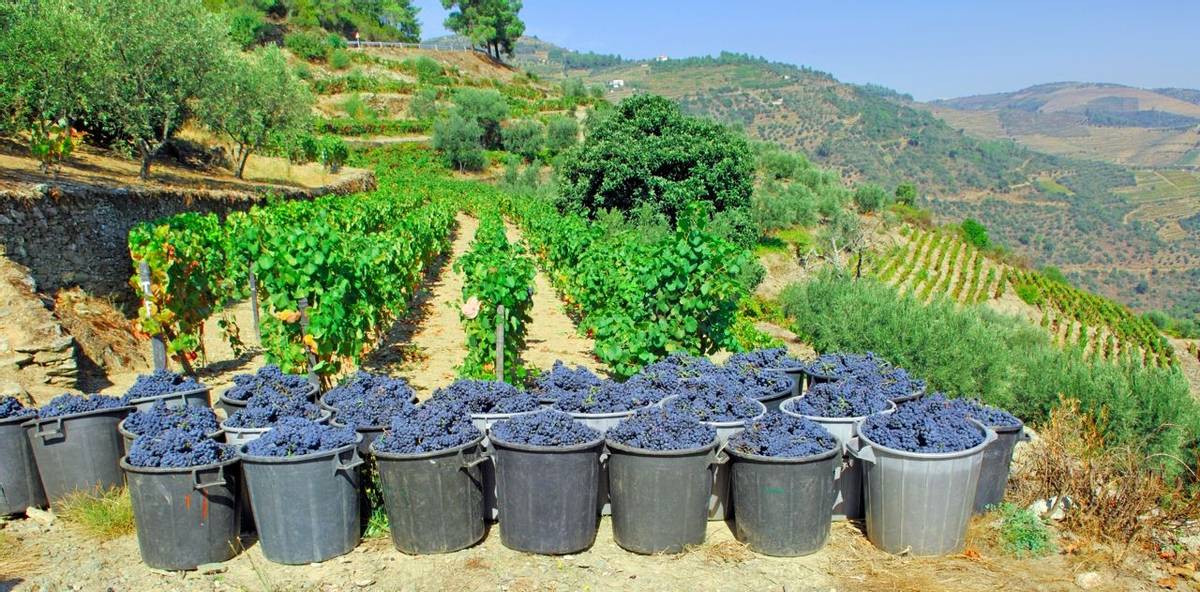 Portugal, Douro valley, Pinhao: Grape harvest